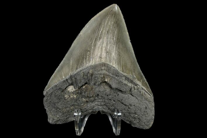 Serrated, Fossil Megalodon Tooth - South Carolina #115786
